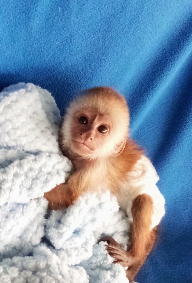 Capuchin Baby