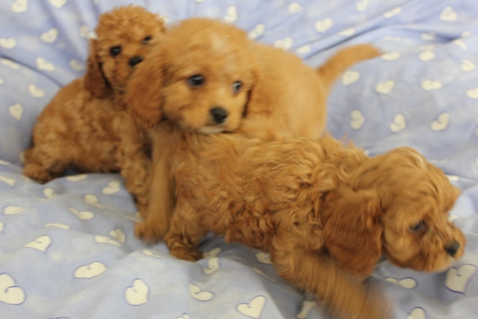 Hello we have lovely puppies available