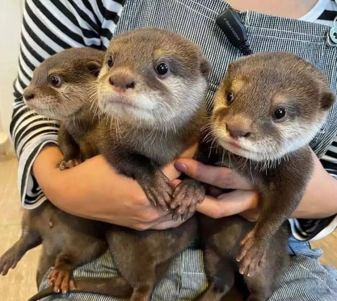 Adorable Male And Female Asian Small Clawed Otters For Sale 