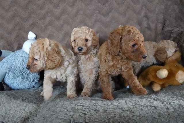 Beautiful Miniature Poodle KC Registered Puppies