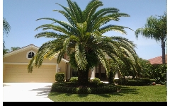 Same Day Palm Tree Delivery - Palm Trees Cape Coral