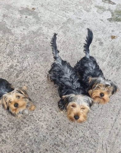 Adorable Furry Babies 