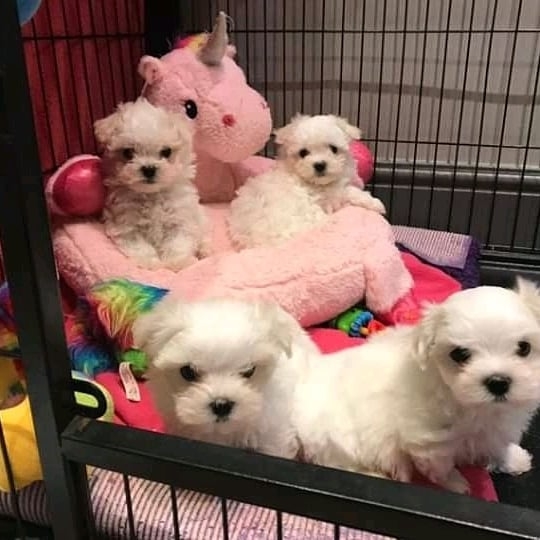  We have female Maltese Puppies raised in our home for Sale Drainer Avenue Perry, FL 1704_326-1479 