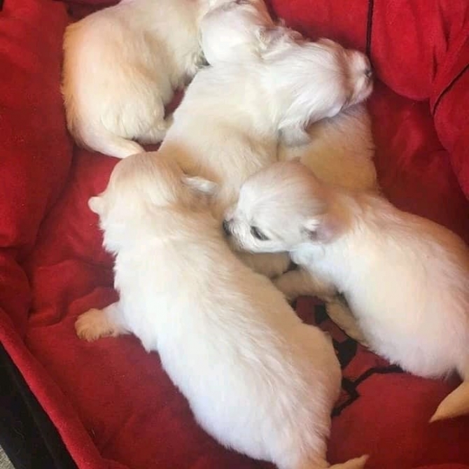 Awesome T-Cup  Maltese Puppies Available contact - 1704_326-1479 Los Angeles, Dockweiler 