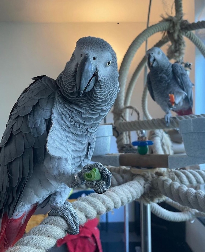 Congo African Grey Parrots For Sale 
