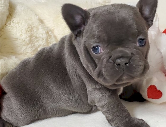 Cute Bulldog Puppies Available