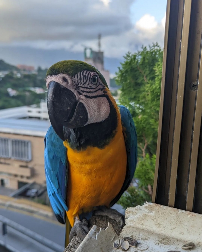Very beautiful macaw ready 