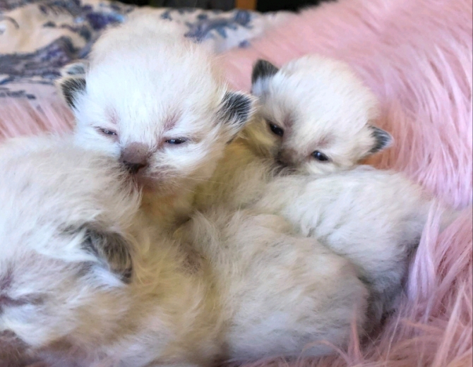 Little Wonders - Purebred Ragdoll Kittens
