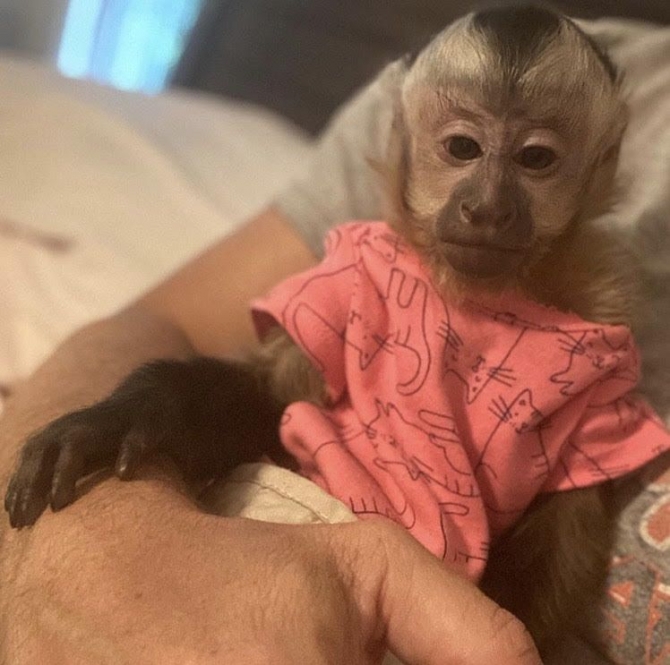  Awesome Capuchin Monkey for Adoption.