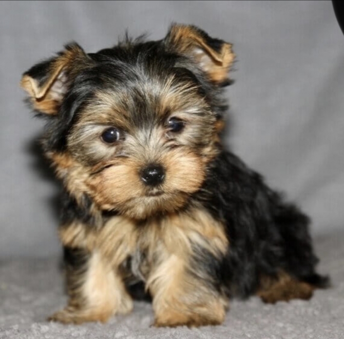 looking for a yorkie, or a teacup yorkie! i’m looking to buy a dog! not sell!!