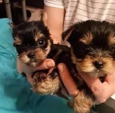 Cute and Lovely Yorkie Puppies
