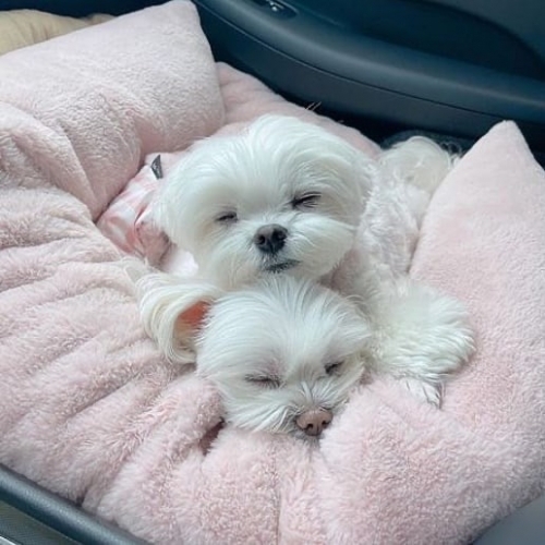 True Babyface Maltese Puppies Available
