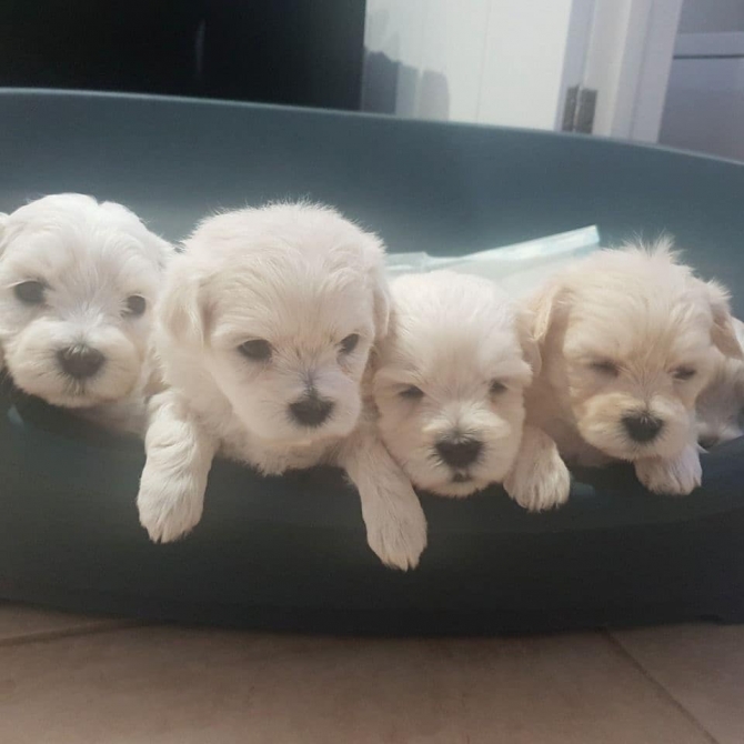  Stunning Genuine Maltese Puppies 559 794 2118