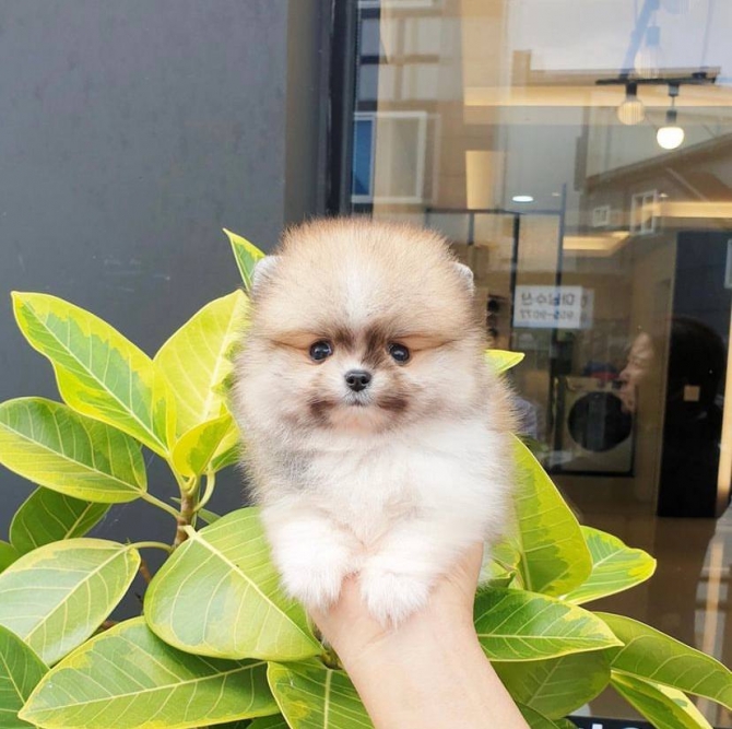 Cute Teacup Pomeranian Puppy