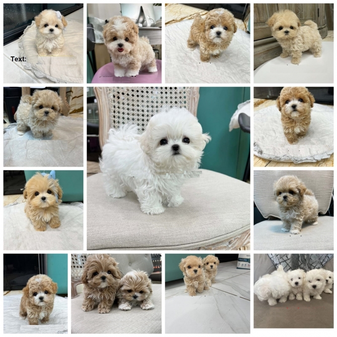 Mini Maltipoo Puppies Available 