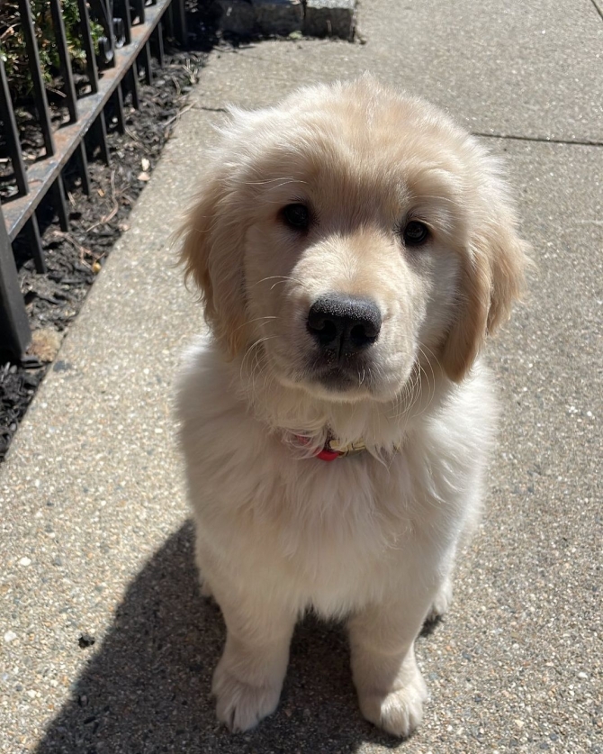 Golden retriever puppy for adoption