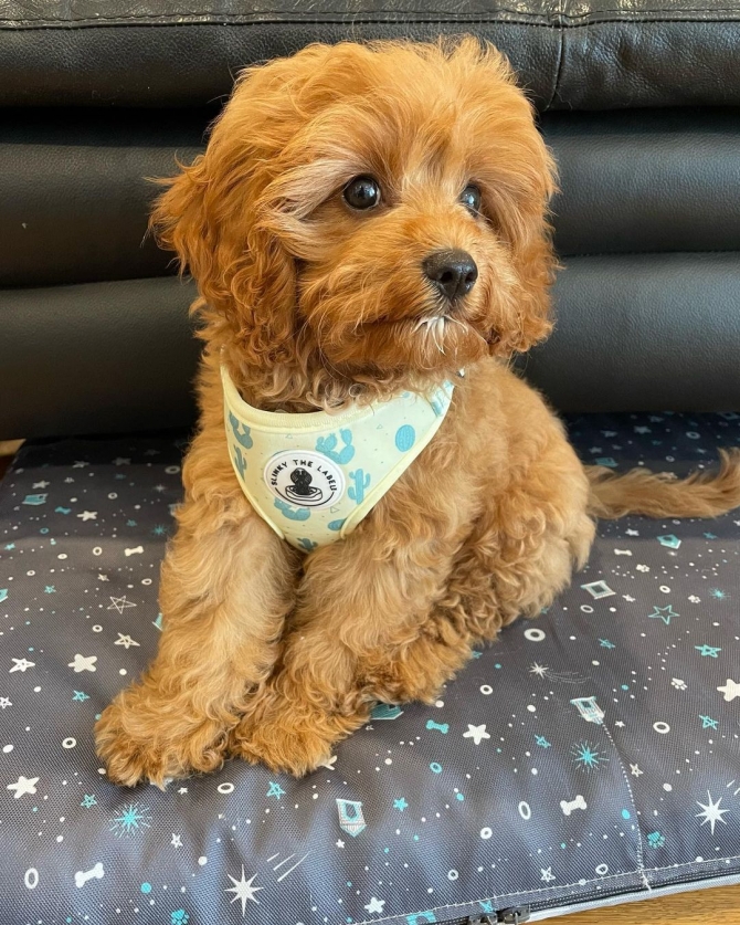 Family Home Trained Cavapoo Puppy Available Now