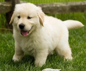 Registered Golden Retriever Puppies