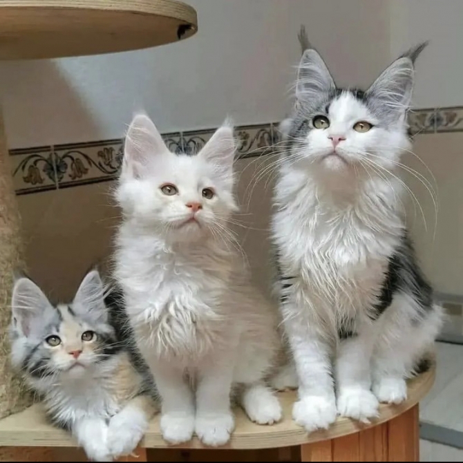 Beautiful mainecoon kittens for adoption near me 