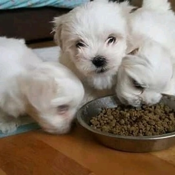  Meet These Adorable  Maltese Puppies  Fresno, CA  ?1873_300-4721  or     patrickmcmillian07@gmail.com  
