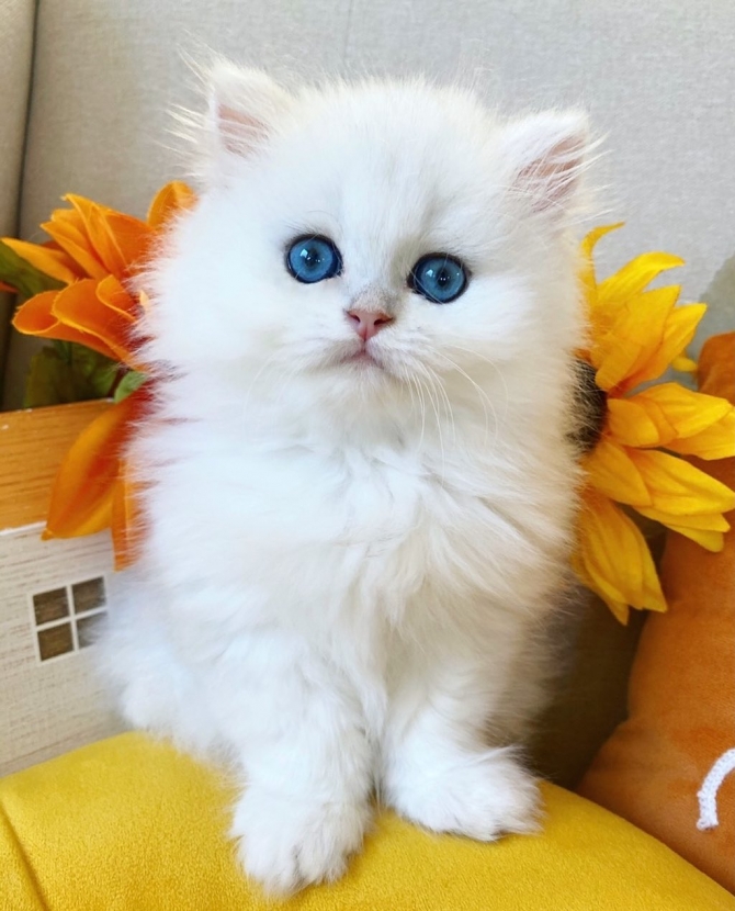 Adorable CFA Vanier Golden Persian kittens