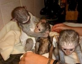 Tamed Pair Of Capuchin Monkeys For Adoption..*,
