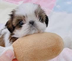 Magnificent Shih Tzu Puppies For Sale