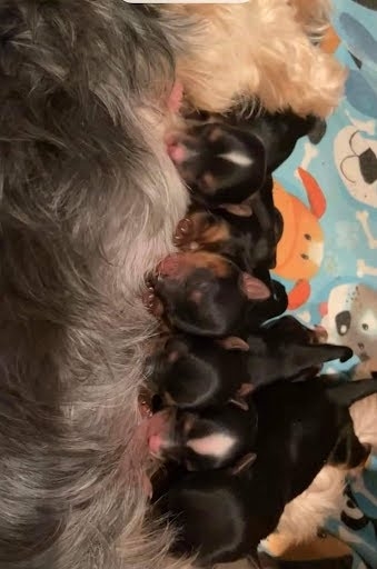 Cute Pure breed litter Teacup Yorkies for sale calltext 9783082683