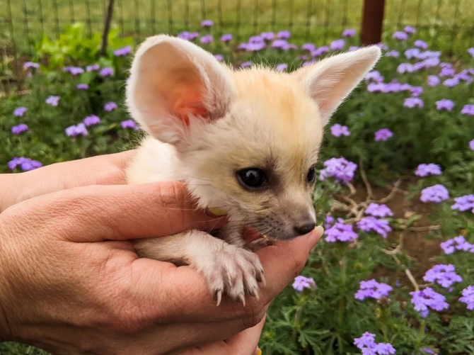 Beautiful Male and female Fennec Fox Available