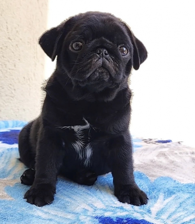 Pug puppy for sale 