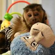 Cute capuchin monkeys for Rehoming. 