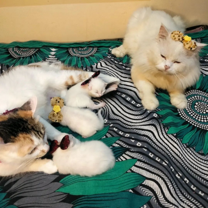 Main Coon Kittens 