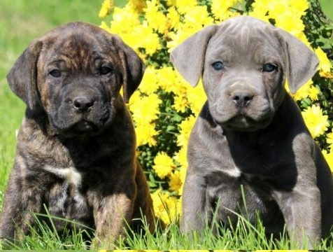 Cane Corso Puppies