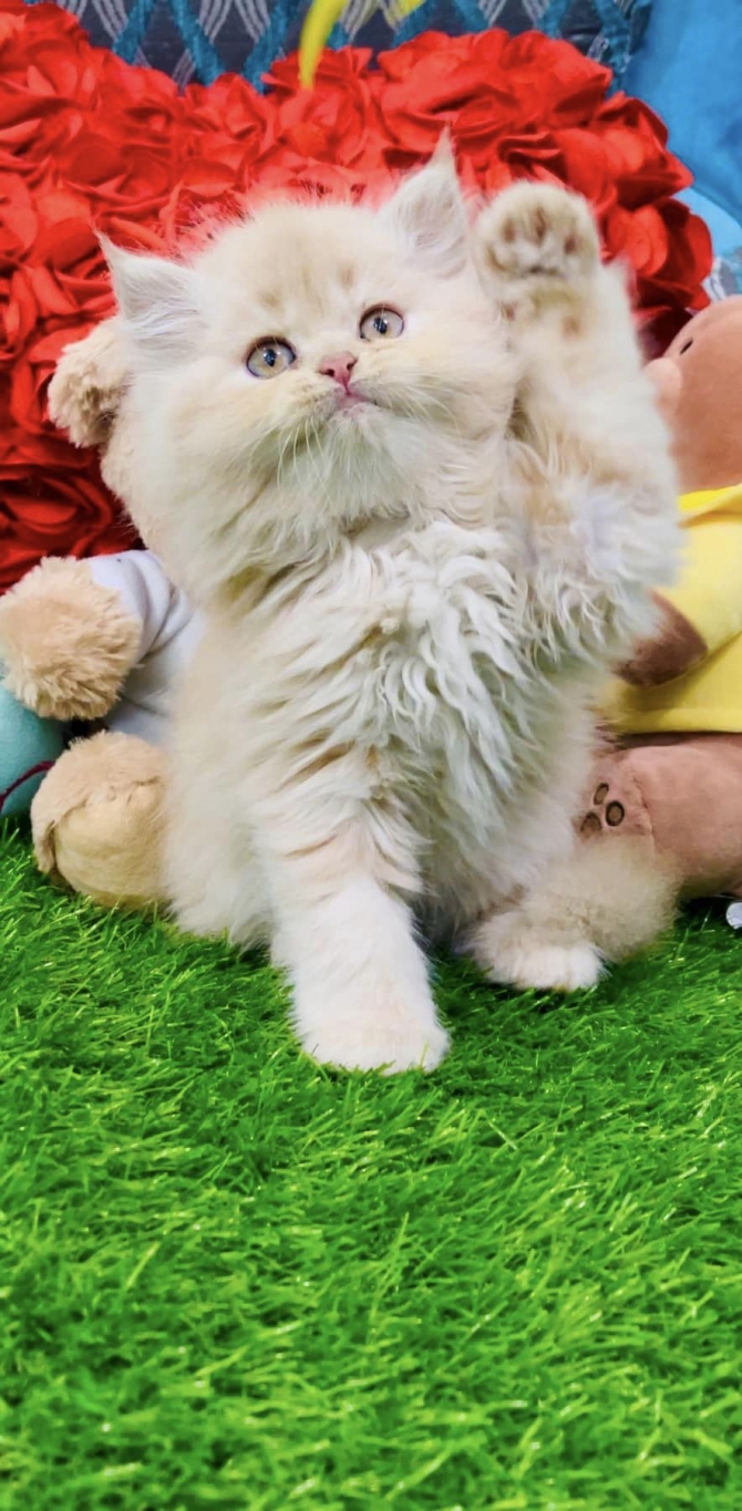 Our Royal persian Kittens Are Healthy And Active