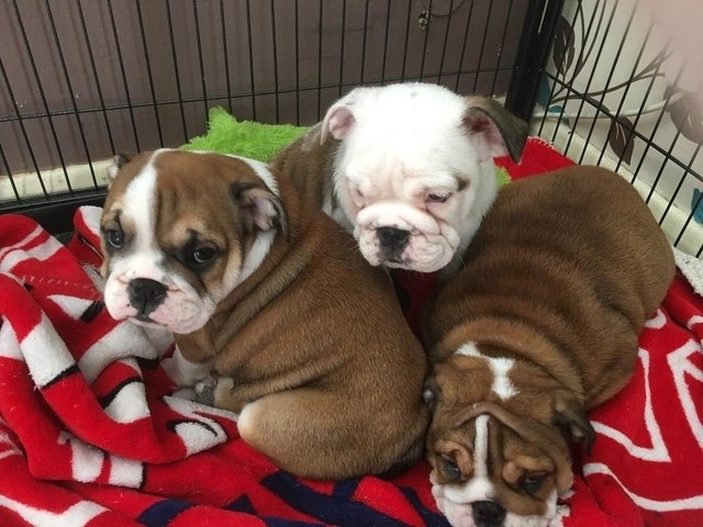 Male And Female English Bulldog Puppies Available 