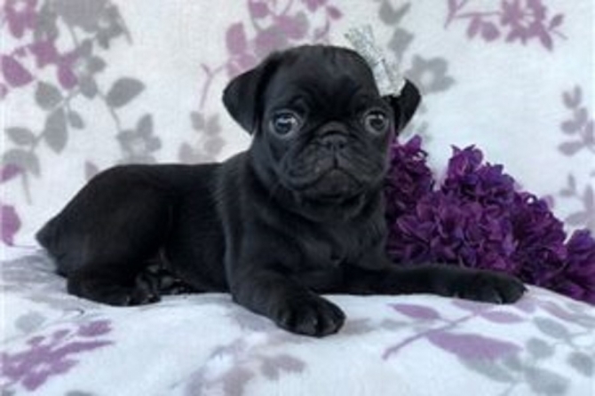 Male and female Pug Puppies 