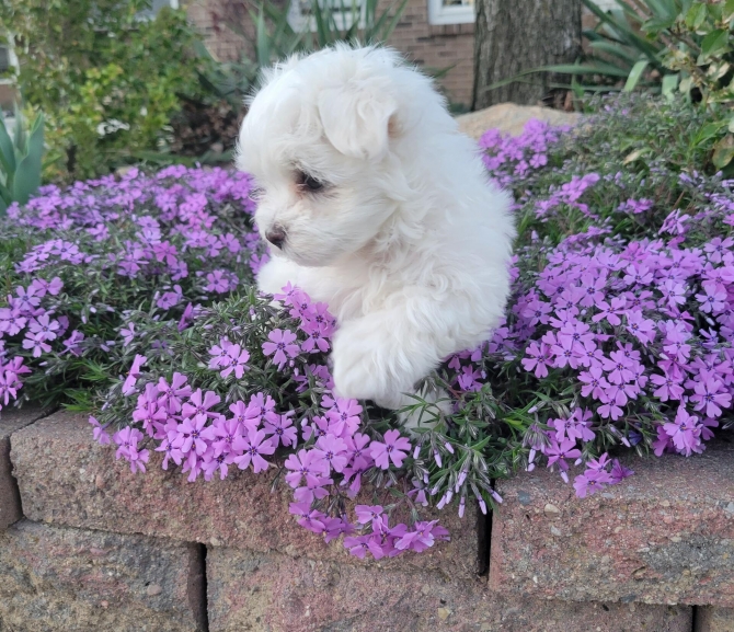 Our litter of Maltese puppies are ready