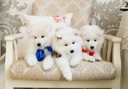 Beautiful  Samoyed puppies