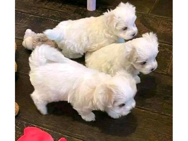 Well trained tea cup Maltese puppies for sale 