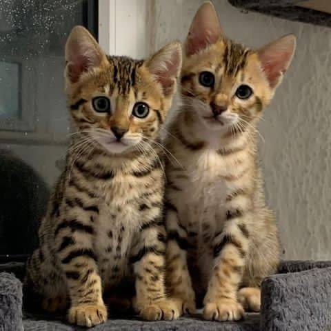  Bengal Kitten Available for Sale