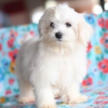 Mini Maltese puppies up for a good home 