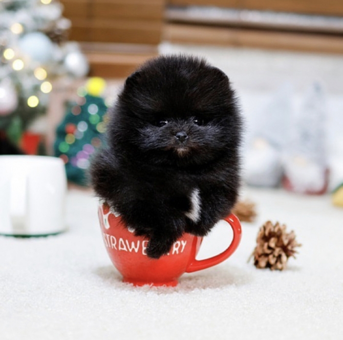 Purebred teacup Pomeranian puppy 