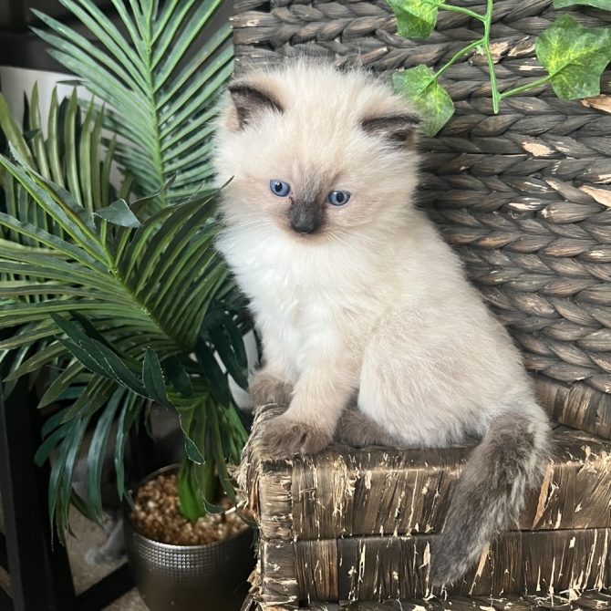 Adorable Birman kittens for good homes