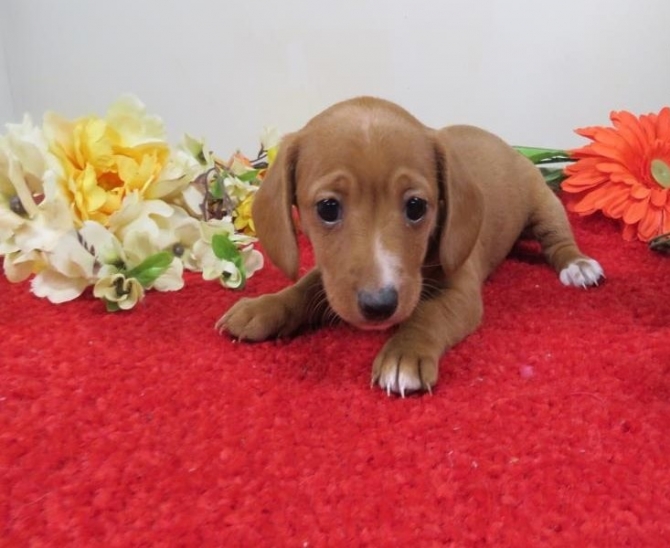 Adorable Dachshunds puppies