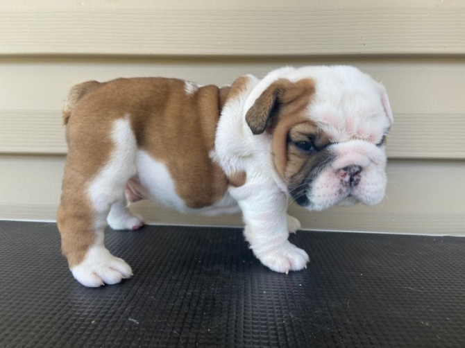 English bulldog puppies available now 