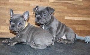 Good looking French Bulldog Puppies