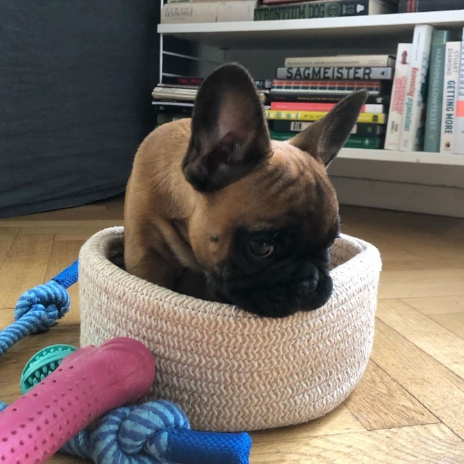Gorgeous and registered French Bulldog Puppies