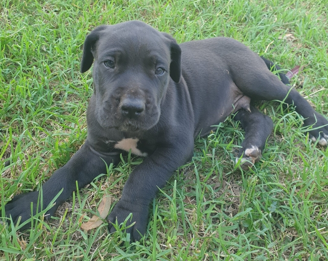 Great Dane puppies  for new homes