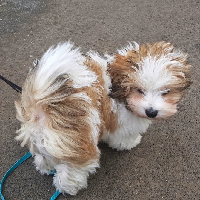 Awesome Male and Female Havanese puppies available