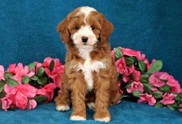 Cockapoo puppies for new homes